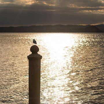 lonely seagull by Denis Feiner