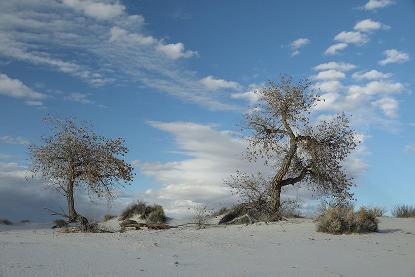 White Sands Dunes National Monument in New Mexico USA van Frank Fichtmüller