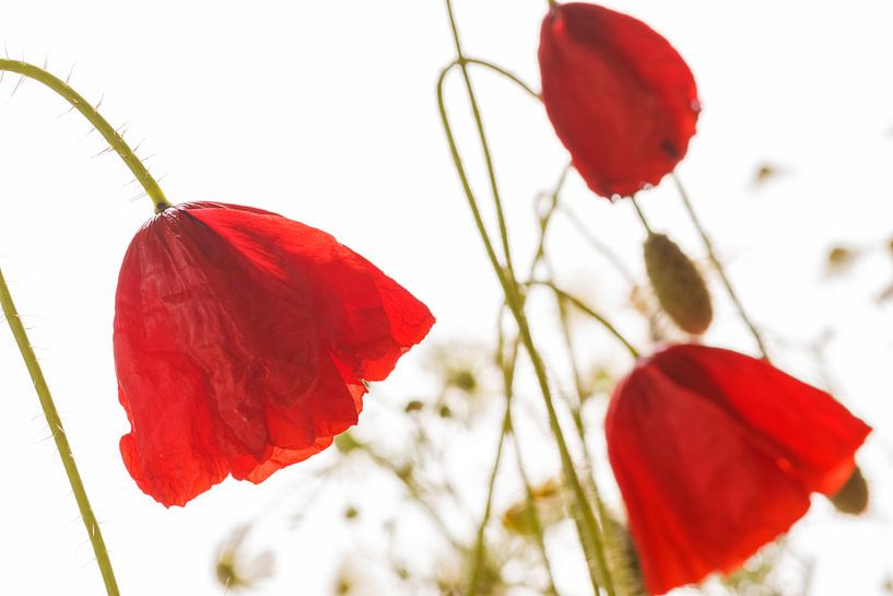 Mohnblüte by Rolf Pötsch