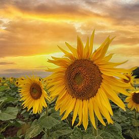 zonnige zonnebloemen van Tilly Meijer