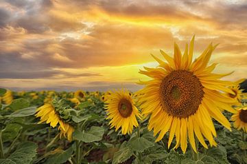 zonnige zonnebloemen van Tilly Meijer