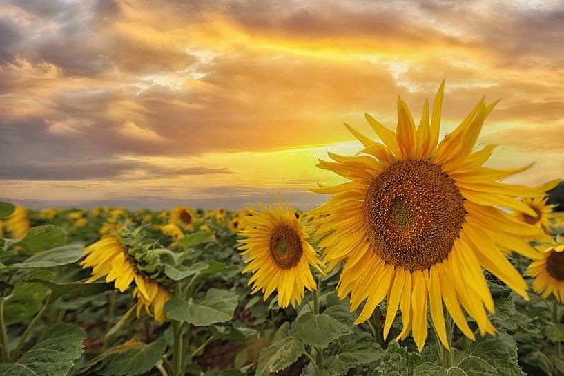sonnige Sonnenblumen von Tilly Meijer