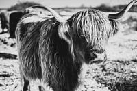 Scottish Highlanders