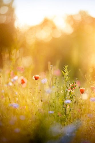 Soirée dans un champ de coquelicots