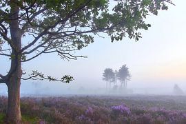 Sunrise on the purple heath