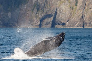 Springende bultrug walvis in Alaska