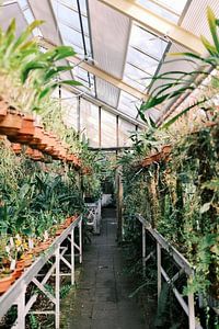 Rangée de tables dans la serre du jardin botanique