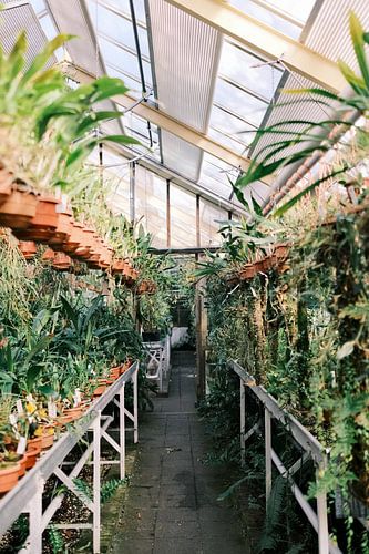 Rij met tafels in de botanische tuinkas
