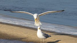 Mouette pontique