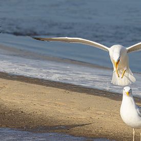Pontic Gull by Cees van der Linden