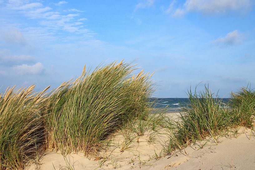 Rügens Dünen von Ostsee Bilder