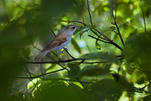 Ausgeschnittener Papiervogel zwischen Ästen (Grasmücke, Acrocephalus arundinaceus)