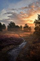 Sunrise and flowering heather with fog