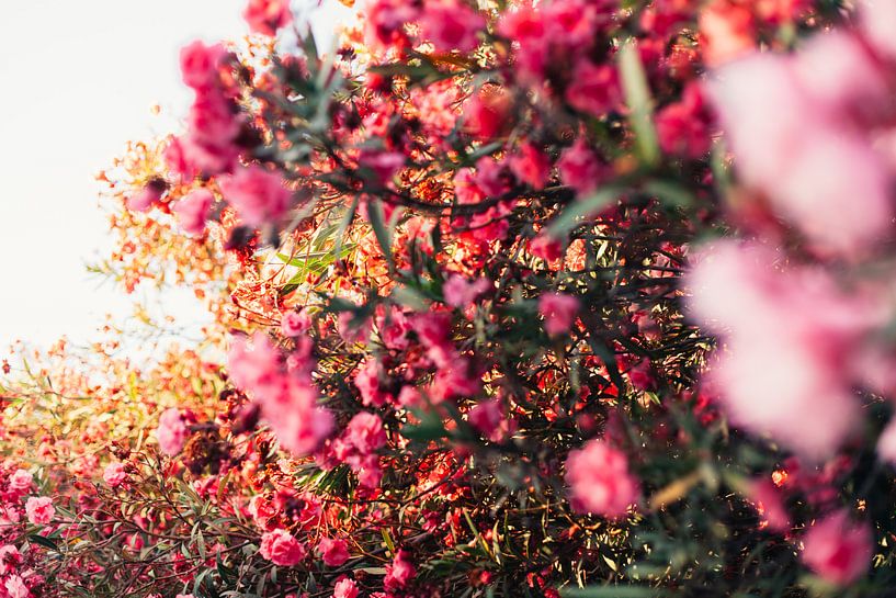 Spanische Sommerblumen im Sonnenlicht von Louise van Gend