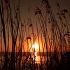 Coucher de soleil des roseaux sur Foto Studio Labie