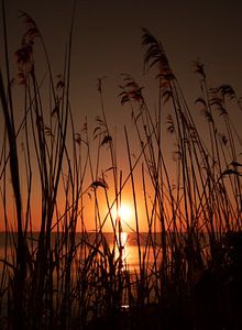 Coucher de soleil des roseaux