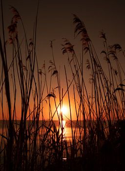 Sonnenuntergang im Schilf