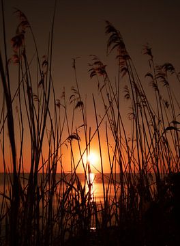 Reed sunset by Foto Studio Labie