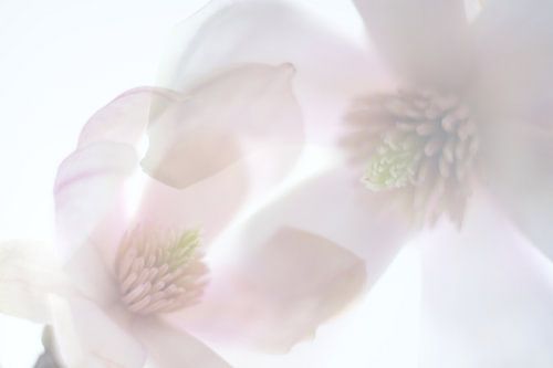 Magnolia doublement exposé