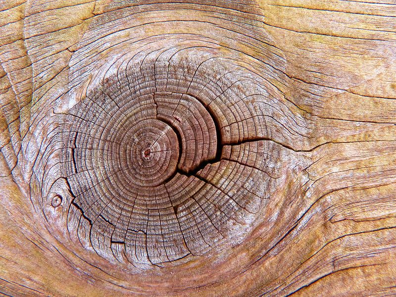 Rare Kwast.... (Kwast in Hout in Rosé) van Caroline Lichthart