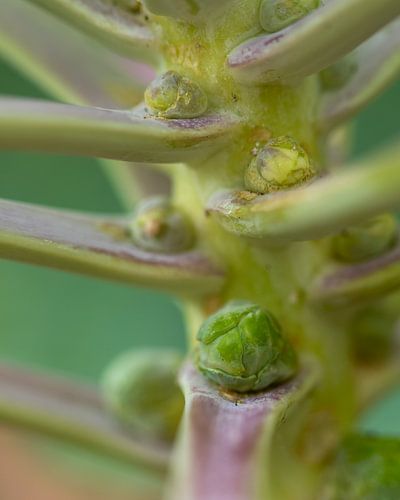 Brussels sprout in vegetable garden
