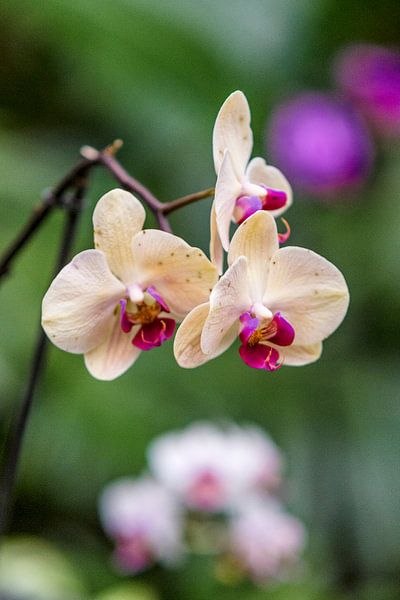 orchidee 9 van John van Weenen