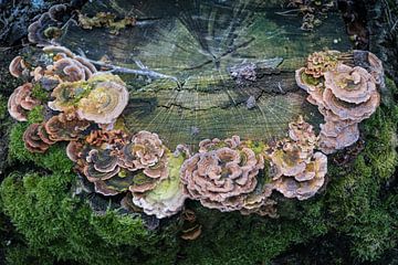Turkey tail on a dead tree stump. by Ron Poot