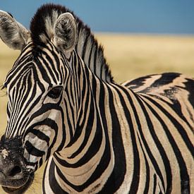 Kleurrijke zebra in Etosha NP von Marit van de Klok