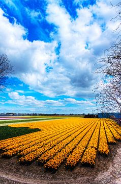Dutch Tulips by Wouter Sikkema