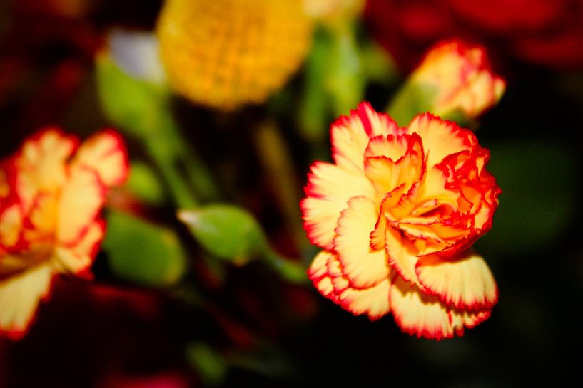 Oeillet jaune rouge par C. Catharina