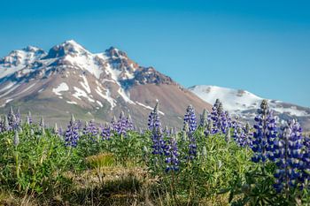 Lupines, IJsland