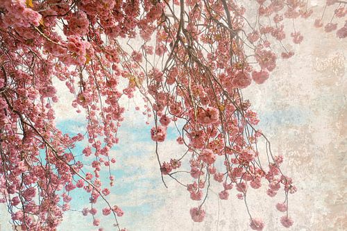 pink is in the air... by Els Fonteine