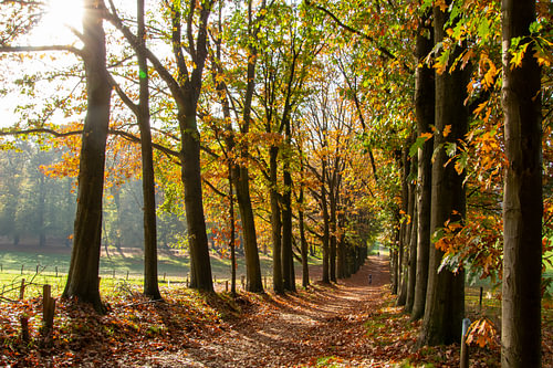 Wanderweg an der Baumgrenze mit Fluchtpunkt