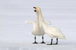 Ewige Liebe