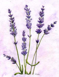 Lavendel von Sandra Steinke
