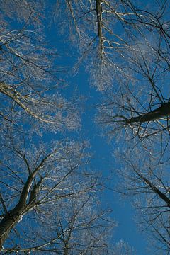 winter, boomkruin van Arnoud Kunst