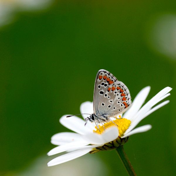 Bruin Blauwtje by Marcel Tiemens