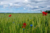 Cornfields in the Dutch polder