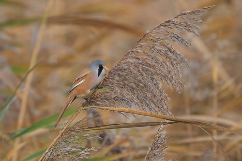 Baardmannetje in het riet