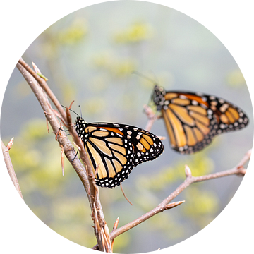 Twee Monarch vlinders