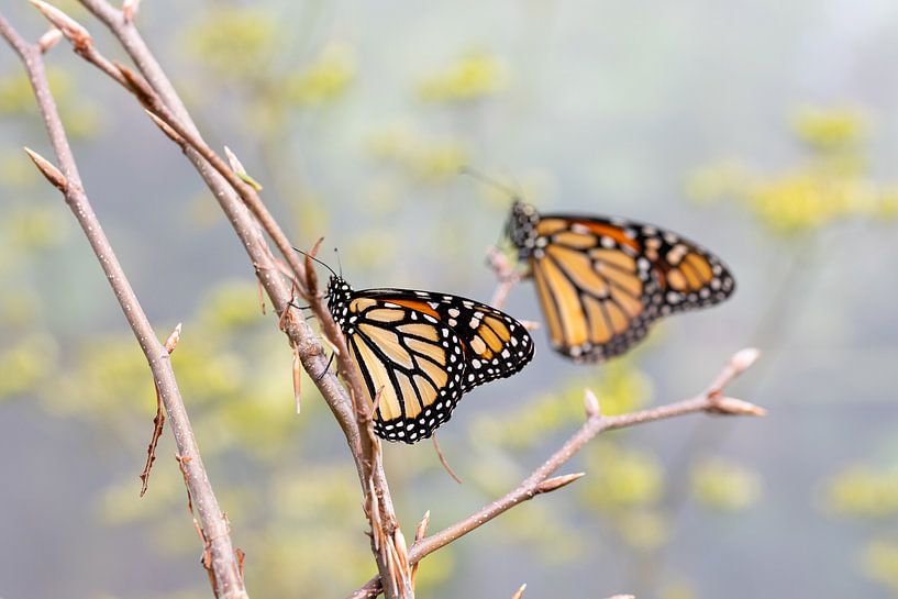 Two Monarch butterflies by Petra Brouwer