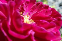 Rote Rose