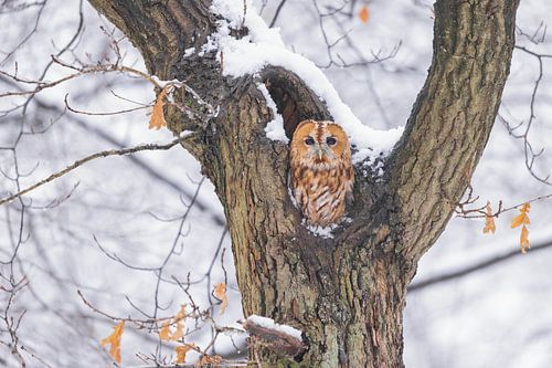 Waldkauz im Schnee auf dem Utrechter Bergrücken