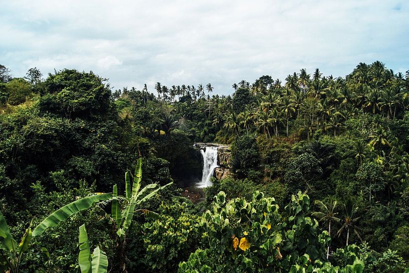 Jungle Forest by Walljar