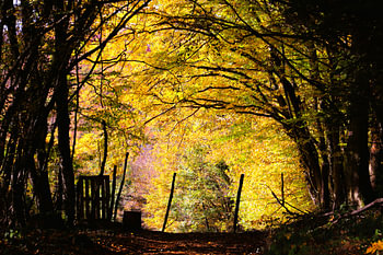 Herbstleuchten