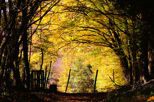 Autumn lights