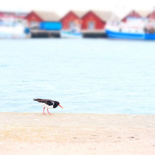 Austernfischer im Hafen von Peter Bergmann