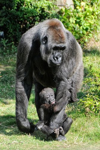 Gorilla