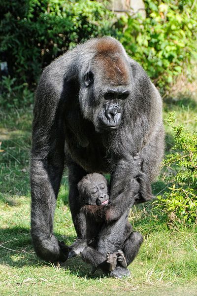 Gorilla van Michel Groen
