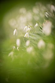 Spring jitters with these beautiful snowdrops by Wendy de Jong